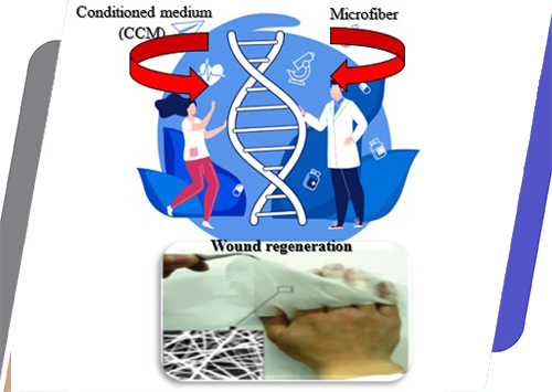 طراحی و توسعه الیاف الکتروریسی‌شده حاوی محیط تغلیظ‌شده شرطی سلول‌های بنیادی مزانشیمی با کاربرد در درمان زخم پوستی موش